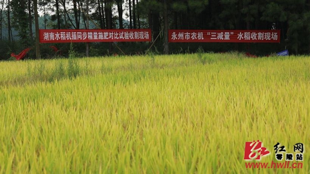 零陵：减施农药化肥不减产 最高亩产659公斤
