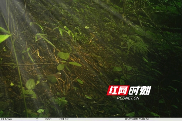 湖南都庞岭国家级自然保护区发现新纪录种绿翅金鸠
