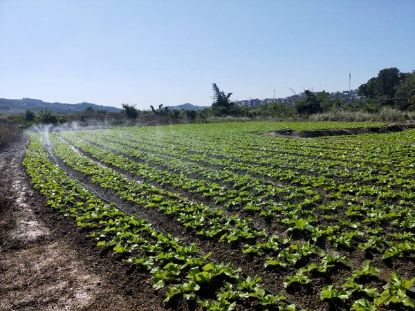 回龙圩：芥菜种植成了稳定脱贫的好帮手